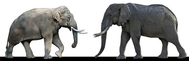 ucho Słonie